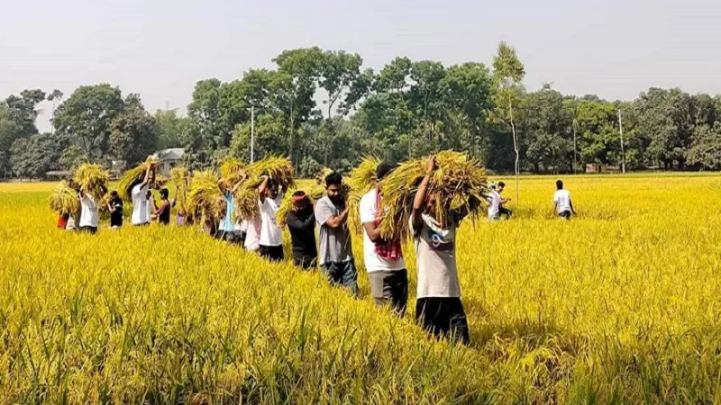 কৃষকের ধান কেটে দিলো হাবিপ্রবি ছাত্রলীগ