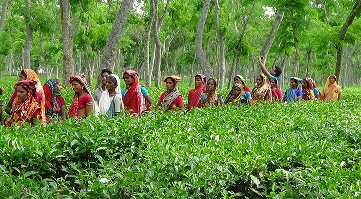কমেছে চা পাতার উৎপাদন, নেপথ্যে শ্রমিক আন্দোলন