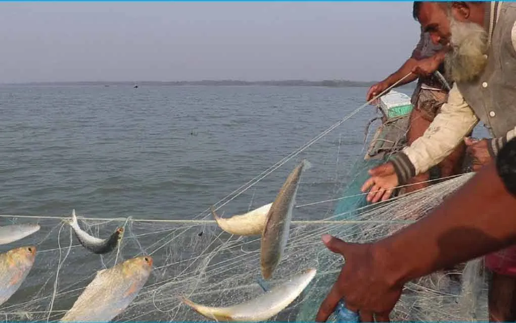 আজ নিষেধাজ্ঞা শেষ, মধ্যরাত থেকে ইলিশ শিকার শুরু