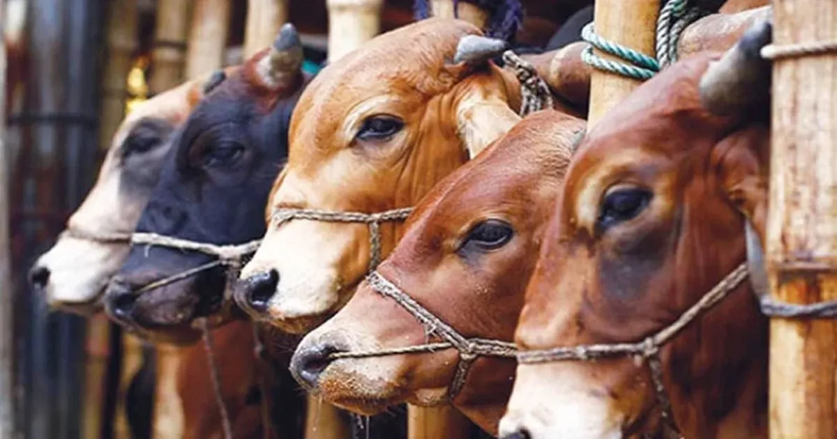 ঈদ-উল-আজহা : রাজধানীর ১৬ স্থানে অস্থায়ী পশুর হাট