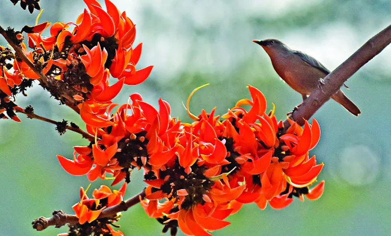 ভালোবাসায় জড়িয়ে বসন্ত এলো আজ