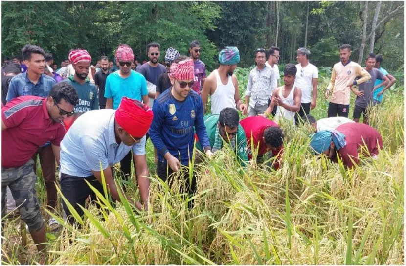 ঝালকাঠিতে ধান কেটে দিলো ছাত্রলীগ