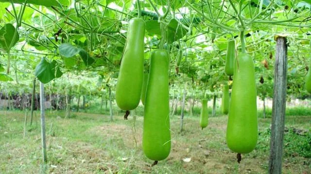 শরীরকে ভেতর থেকে ঠান্ডা রাখবে যে সবজি