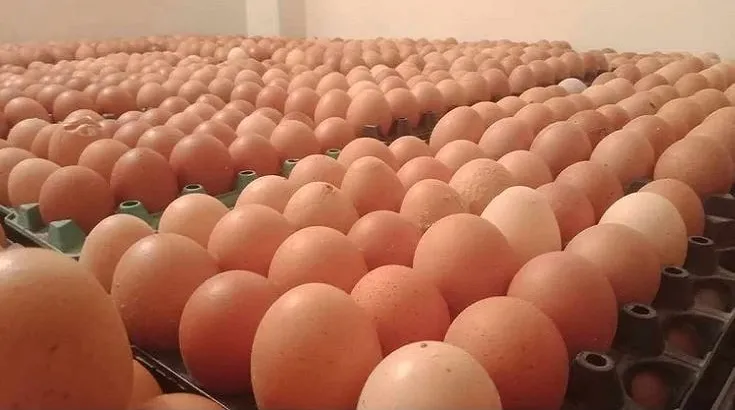ভারত থেকে আরও ৬ কোটি ডিম আমদানির অনুমোদন