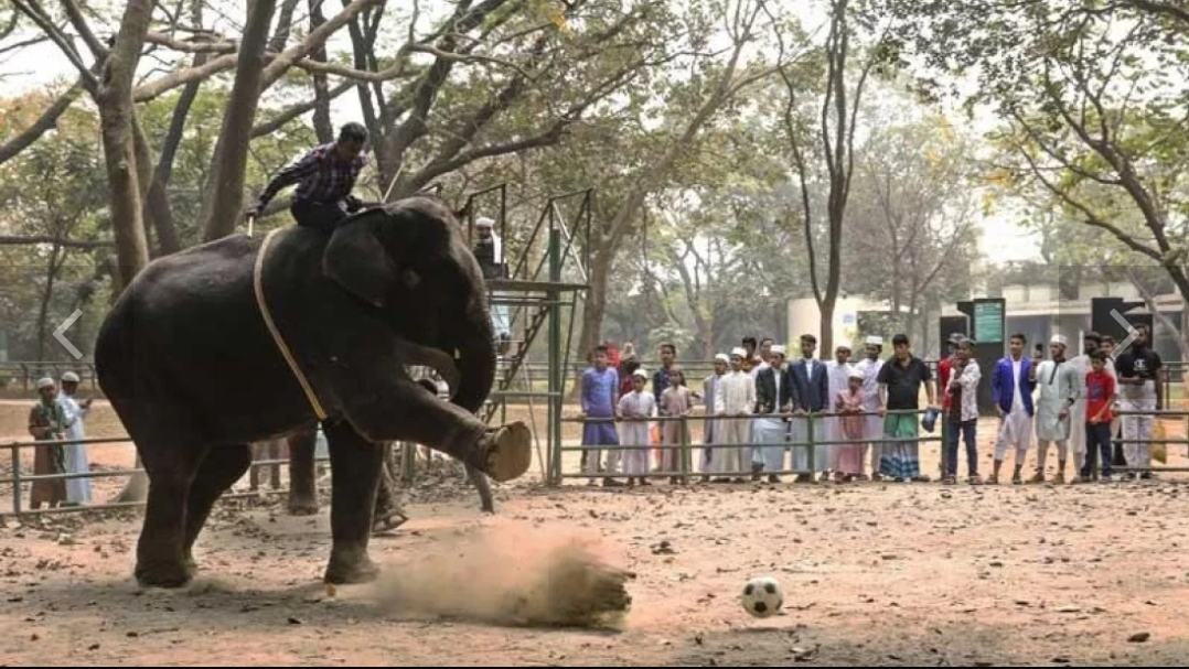 Elephant kills mahout’s son in Dhaka zoo
