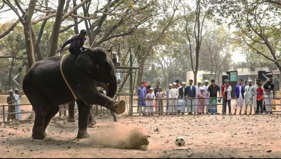 Elephant kills mahout’s son in Dhaka zoo