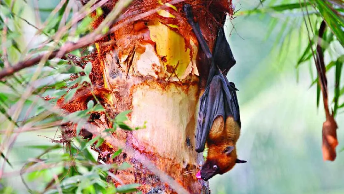 চলতি বছর নিপাহ ভাইরাসে শতভাগ মৃত্যু