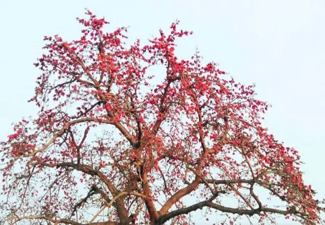 প্রাকৃতিক সৌন্দর্য শিমুল গাছ বিলুপ্তির পথে