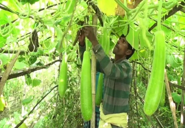 নড়াইলের লাউ এখন সারাদেশে 