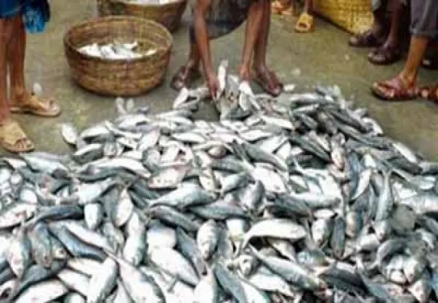 বরিশালে ৩০ মণ জাটকা জব্দ