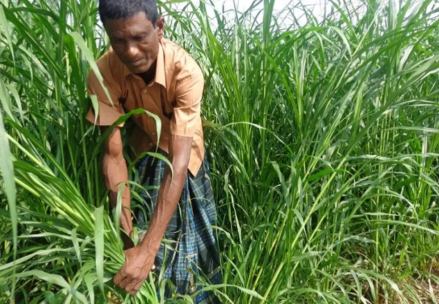 ঘাস চাষ করে কোটিপতি আব্দুল গফুর