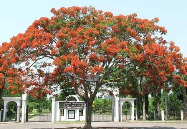 ইবির প্রশ্নফাঁস প্রমাণিত: পুনরায় পরীক্ষার সিদ্ধান্ত