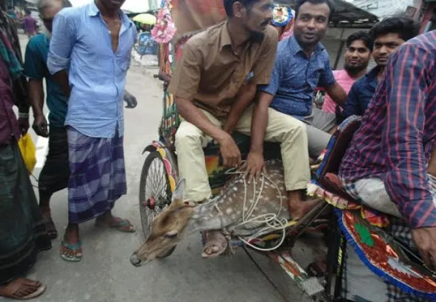 মেঘনা নদী থেকে মায়াবী হরিণ উদ্ধার