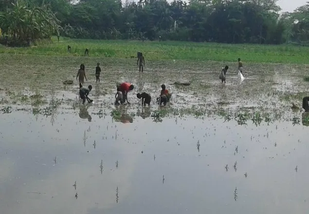 ভোলায় ঘূর্ণিঝড় ও বৃষ্টিতে ১০৫০ হেক্টর জমির আলু ক্ষতিগ্রস্ত