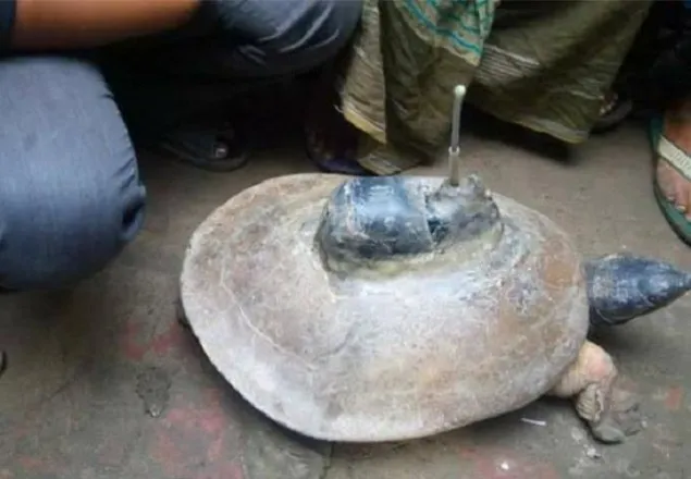 তালায় পিঠে অ্যান্টেনাযুক্ত কচ্ছপ জব্দ