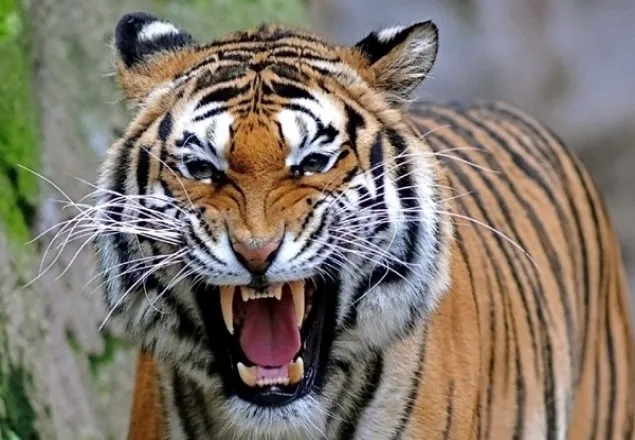 সুন্দরবনে বাঘের আক্রমণে জেলে নিহত