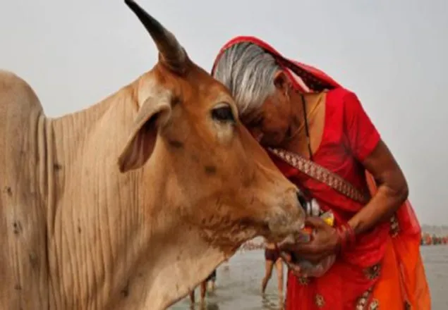 ভারতের একটি অত্যাধুনিক গরুর রচনা!