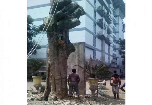 বগুড়ার নবাব প্যালেসের আড়াই’শ বছরের জয়তুন গাছটি কেটে ফেলা হলো 