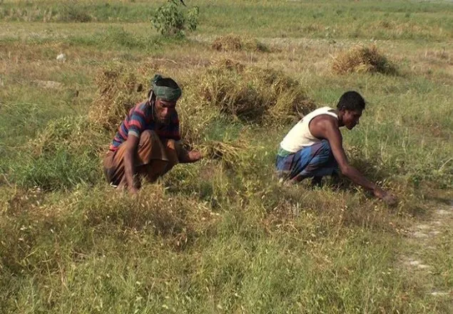 তলিয়ে যাওয়া যমুনার চর এখন স্বপ্নের ঠিকানা