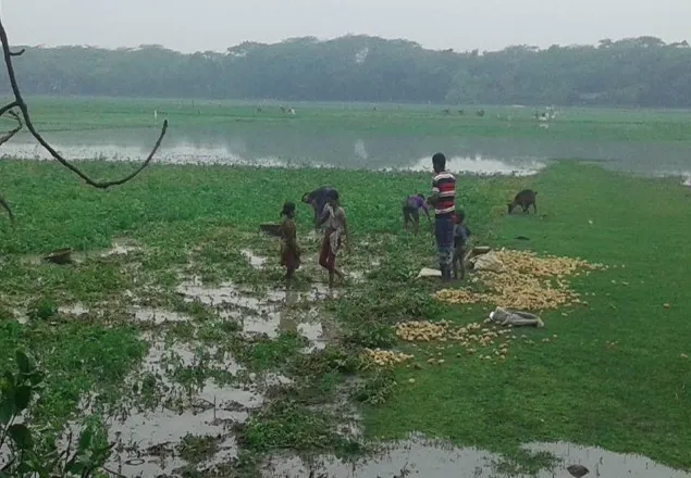ভোলায় রবি শস্যের ব্যাপক ক্ষতি, দিশেহারা কৃষক