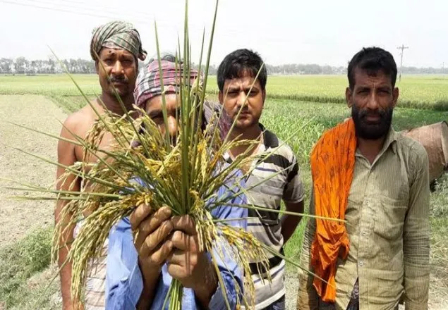 শার্শায় ধানে ছত্রাকের আক্রমণে দিশেহারা চাষীরা