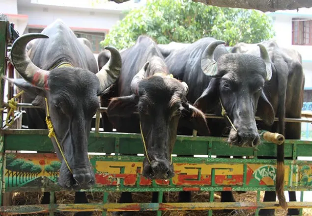 ভারতে ট্রাকে মহিষ নেওয়ার পথে হামলা, আহত ৩ 