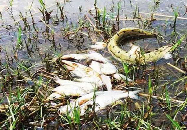 হাওরে মাছ মরেছে ১২৭৬ টন, হাঁস ৩৮৪৪টি 