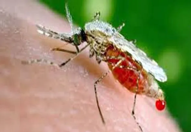 আজ বিশ্ব ম্যালেরিয়া দিবস