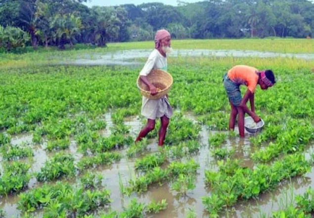 বৃষ্টিতে পটুয়াখালীর রবিশস্য পানির নিচে