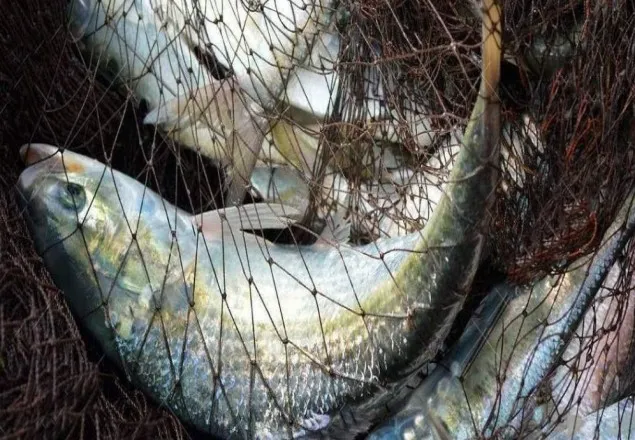 বাংলাদেশে বাড়ছে ইলিশ, কমছে মিয়ানমারে 