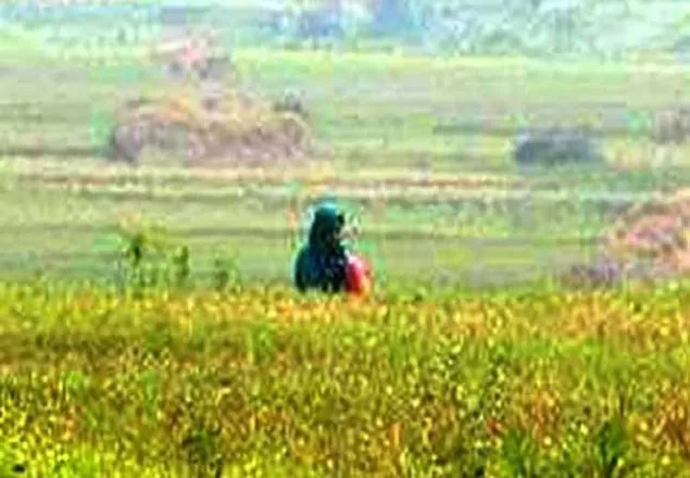 আত্মসমর্পণকারী সুমাইয়ার ১০ দিনের রিমান্ড