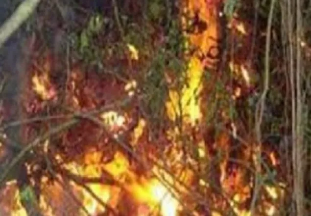 সুন্দরবনে আগুন