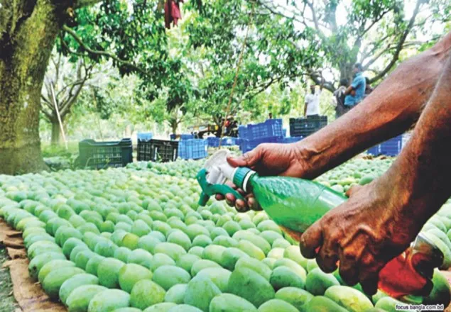বিষাক্ত আমে রাজধানীর বাজার সয়লাব