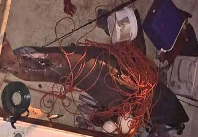 হঠাৎ নৌকায় উঠে জেলেকে জাপটে ধরলো হাঙ্গর