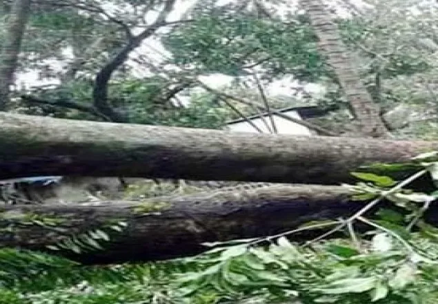 চকরিয়ায় গাছচাপায় ২ জনের মৃত্যু