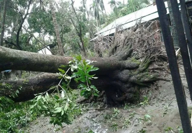 রাঙামাটিতে গাছ চাপায় প্রাণ গেল দু’জনের 