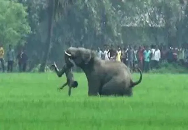 সাতকানিয়ায় বন্যহাতির আক্রমনে একজন নিহত 