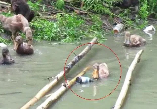 যে গ্রামের হাঁস ফেন্সিডিল খায়