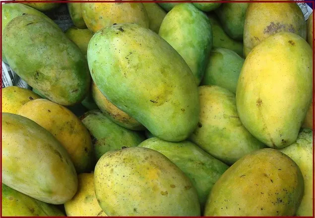 এ বছর বাংলাদেশের আম ইউরোপ যেতে পারছে না 