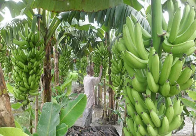 সাদুল্যাপুরে কলা চাষে ভাগ্যবদল করেছে অনেক কৃষক