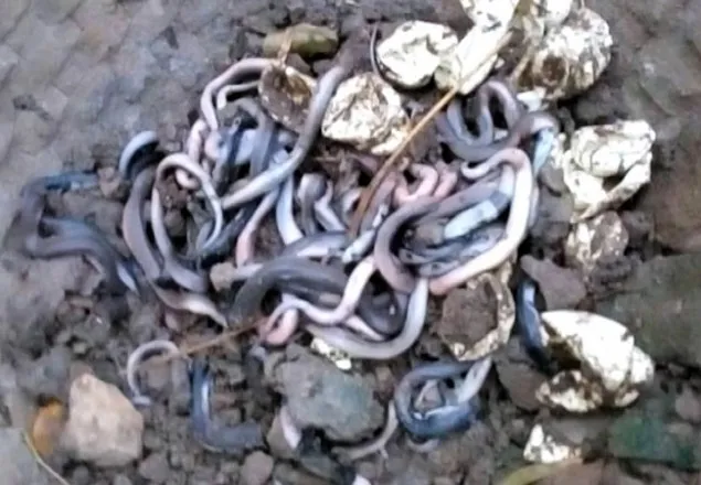এবার রাজশাহীতে রান্নাঘরে ১২৫ গোখরা!