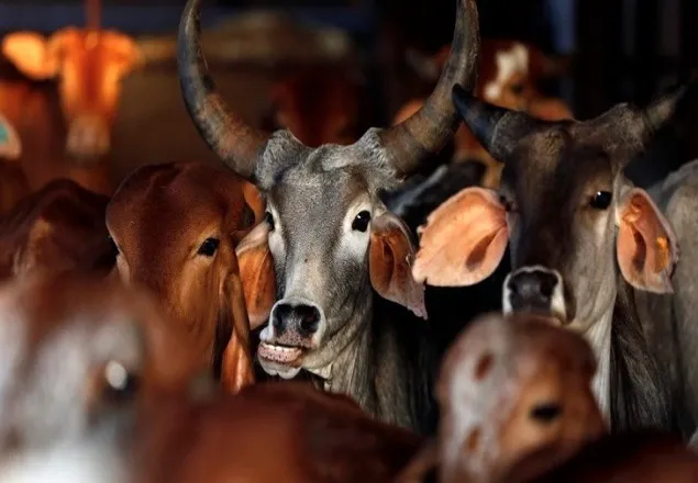 ভারতে জবাইয়ের জন্য গরু কেনাবেচা চলবে
