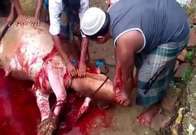গরু বেচাকেনা ও জবাইয়ের ওপর নিষেধাজ্ঞা স্থগিত  