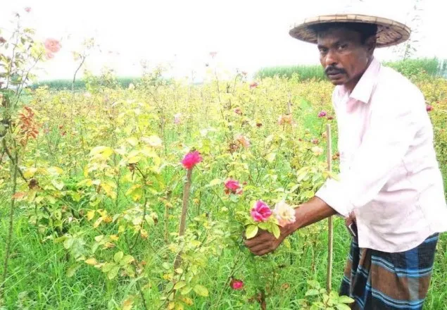 ঝিনাইদহের লুৎফর গোলাপ চাষে স্বাবলম্বী