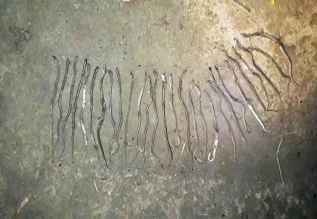 পাবনায় স্কুল ও বসতঘরে ৭৩টি গোখরা