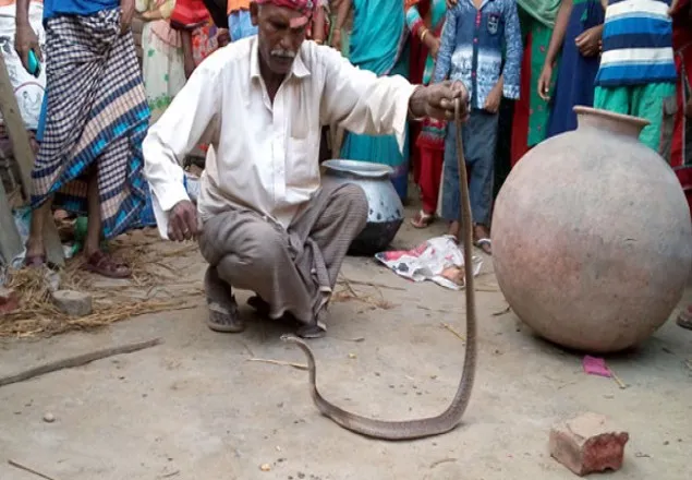কুষ্টিয়ায় বসতঘরে ফের মিললো ১১ গোখরা