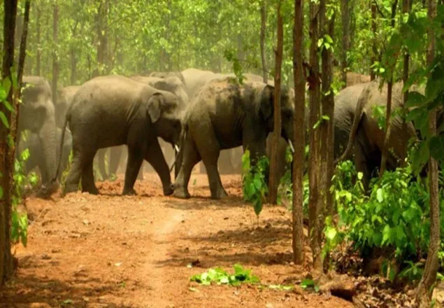 চট্টগ্রামে বন্য হাতির আক্রমণে নৌসদস্য নিহত 