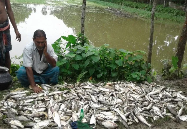 বিষ দিয়ে মাছ নিধন করল দুর্বৃত্তরা