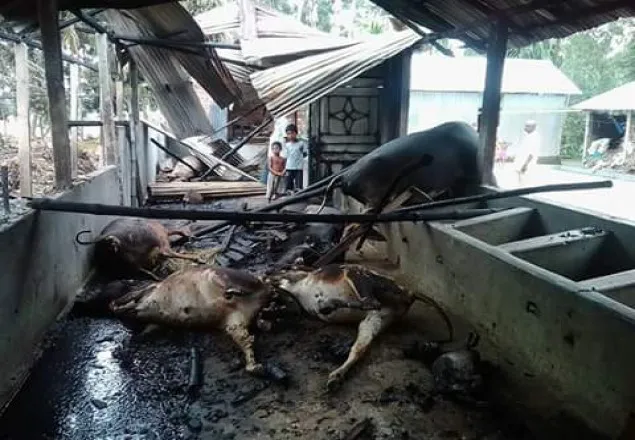 ঠাকুরগাঁওয়ে আগুন লেগে ৯টি গরু দগ্ধ