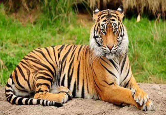 বিশ্ব বাঘ দিবস আজ